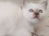 2 chatons mâles Sacrés de Birmanie LOOF disponibles
