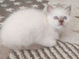 2 chatons mâles Sacrés de Birmanie LOOF disponibles