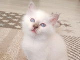 2 chatons mâles Sacrés de Birmanie LOOF disponibles