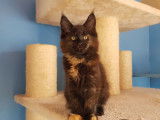 3 chatonnes Maine Coons LOOF disponibles