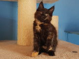 3 chatonnes Maine Coons LOOF disponibles
