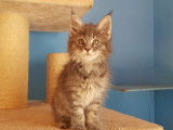 3 chatonnes Maine Coons LOOF disponibles