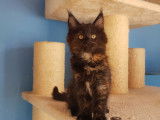 3 chatonnes Maine Coons LOOF disponibles