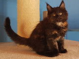 3 chatonnes Maine Coons LOOF disponibles