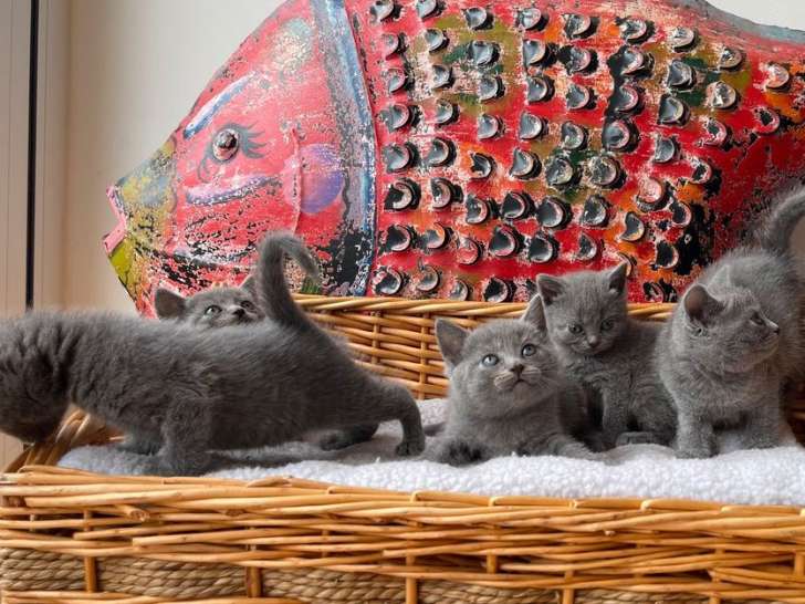 6 chatons Chartreux LOOF à réserver