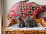 6 chatons Chartreux LOOF à réserver