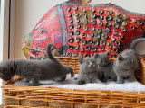 6 chatons Chartreux LOOF à réserver