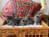 6 chatons Chartreux LOOF à réserver