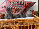 6 chatons Chartreux LOOF à réserver