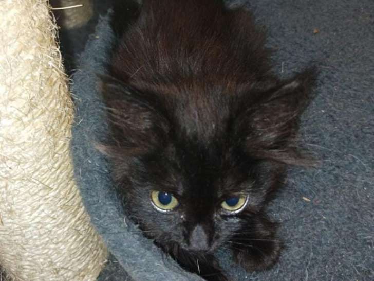 Chatonne noire de 3 mois à donner