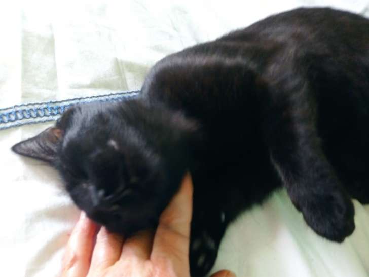 Chatte de 7 ans à adopter
