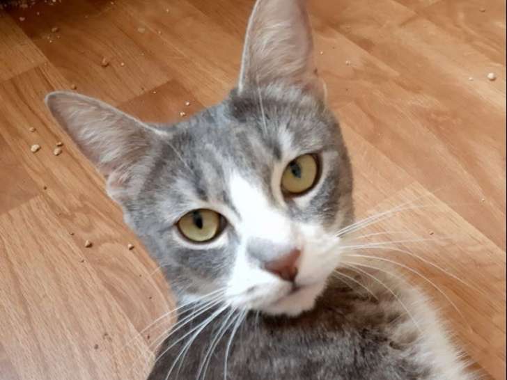Chatte d'un an et demi à donner