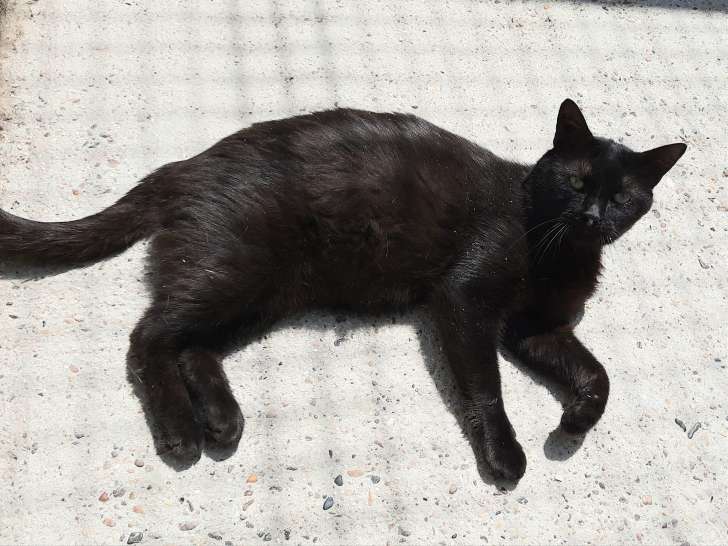 Chat noir d'un an à adopter