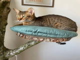 Mâle Savannah F6 disponible pour saillie
