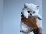 Chatons British Shorthair LOOF disponibles