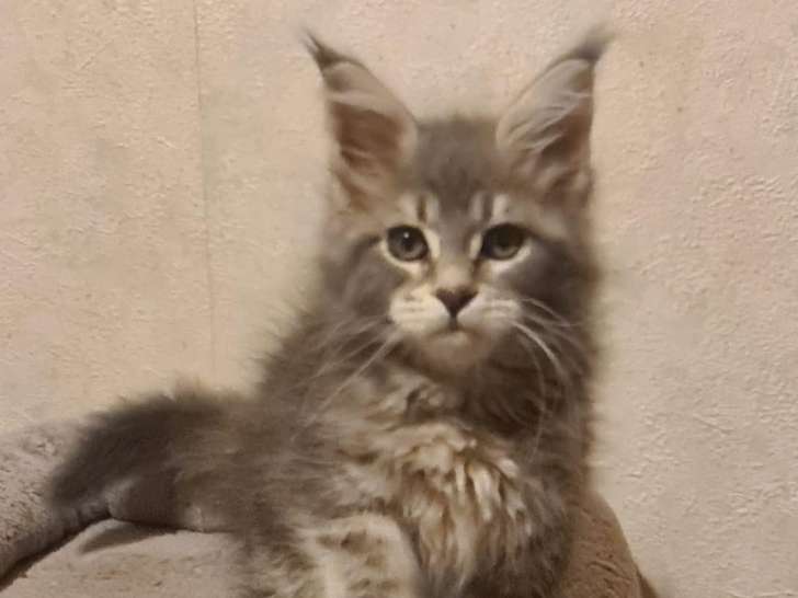 Chatons Maine Coon LOOF disponibles