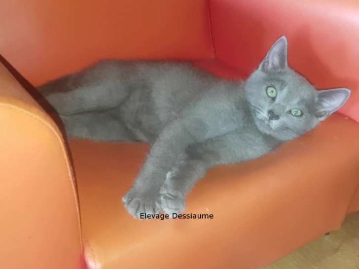 Portée de chatons Bleu Russe