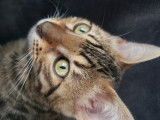 Chat Bengal disponible pour saillie