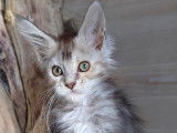 Deux chatons Maine Coons LOOF, de mars 2023, à vendre