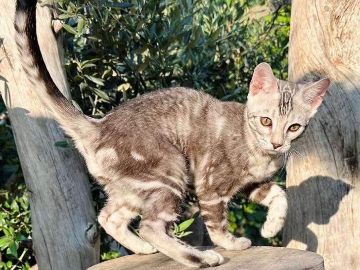 Un chaton mâle Bengal LOOF, de mars 2023, à vendre