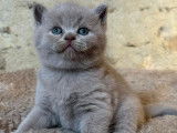 À vendre : un chaton  British Shorthair mâle LOOF