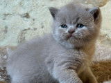 À vendre : un chaton  British Shorthair mâle LOOF