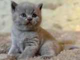 À vendre : un chaton  British Shorthair mâle LOOF