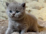 À vendre : un chaton  British Shorthair mâle LOOF
