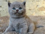 À vendre : un chaton  British Shorthair mâle LOOF