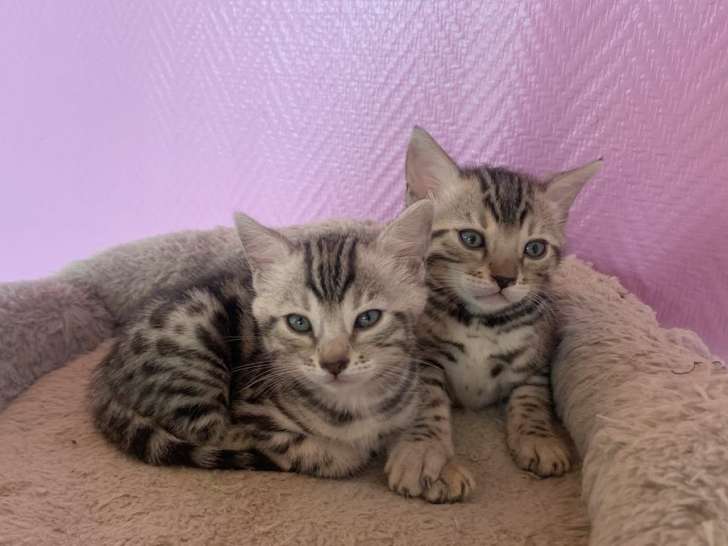 Deux chatons Bengals LOOF de mai 2023 à réserver