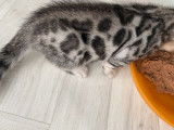 Deux chatons Bengals LOOF de mai 2023 à réserver