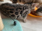 Deux chatons Bengals LOOF de mai 2023 à réserver