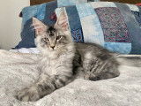 Chatons de race Maine Coon &agrave; vendre (3 femelles & 3 m&acirc;les)