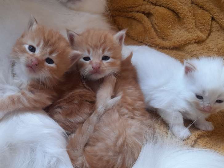 Chatons Sibériens à adopter