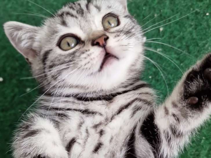 Chatons British Shorthair et Scottish Fold à vendre
