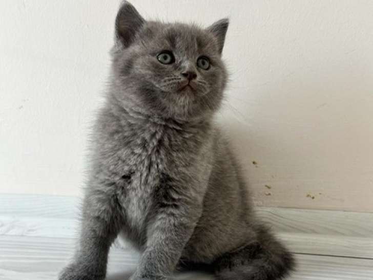Adorables chatons British Shorthair à vendre
