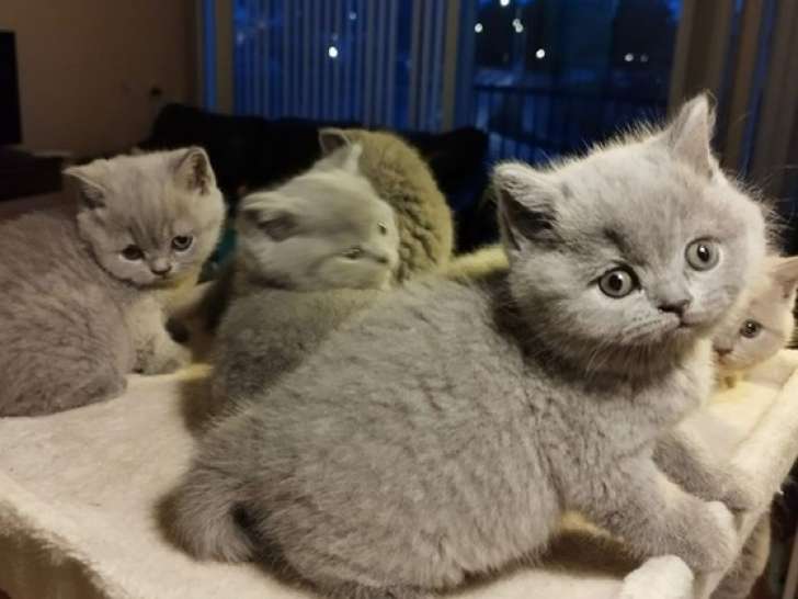 Adorables chatons British shorthair a vendre