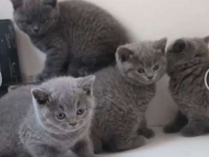 Adorables chatons British shorthair a vendre