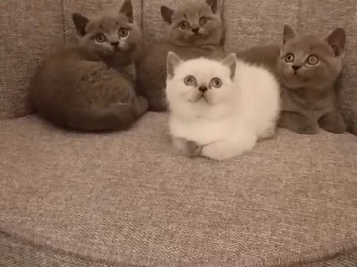 Adorables chatons British shorthair a vendre