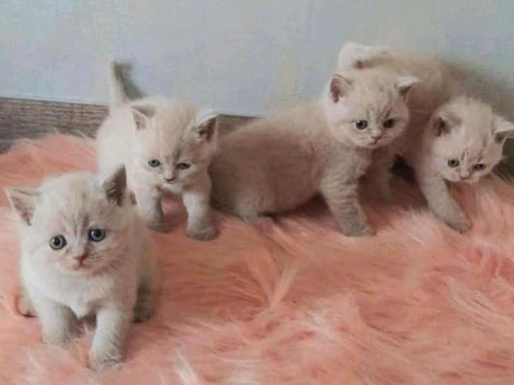 Adorables chatons British shorthair a vendre