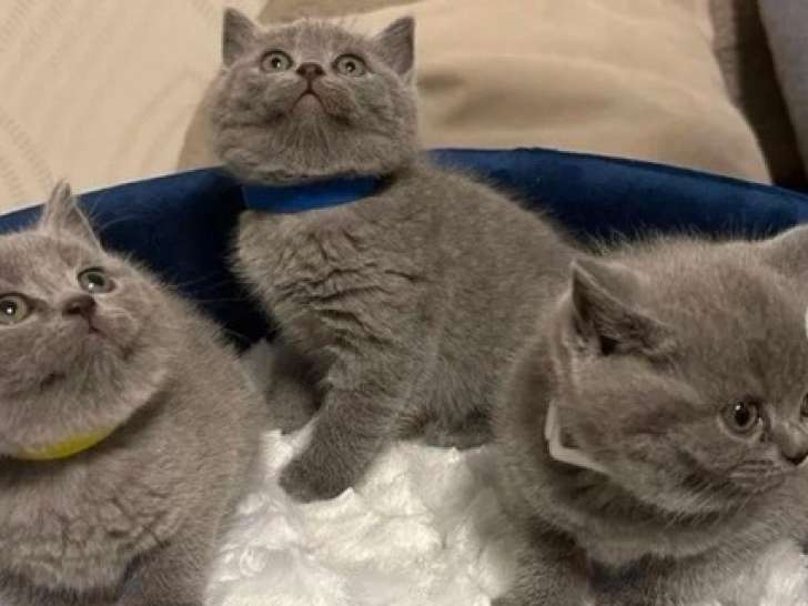 Adorables chatons British shorthair a vendre