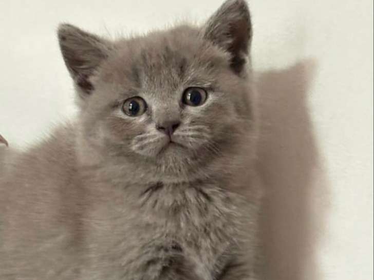 Adorables chatons British shorthair a vendre