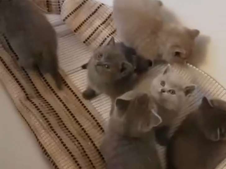 Adorables chatons British shorthair a vendre