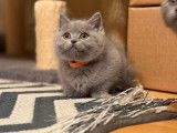 Adorables chatons British shorthair a vendre