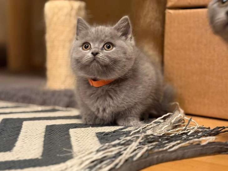 Adorables chatons British shorthair a vendre