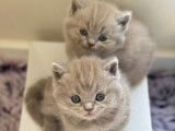 Adorables chatons British shorthair a vendre