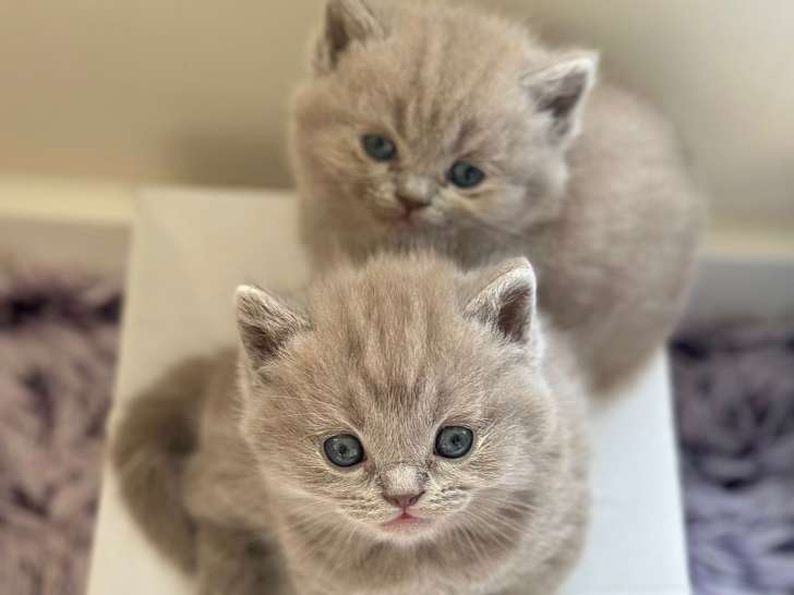 Adorables chatons British shorthair a vendre