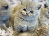 Adorables chatons British shorthair a vendre