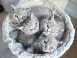 Adorables chatons British shorthair a vendre