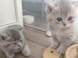 Adorables chatons British shorthair a vendre